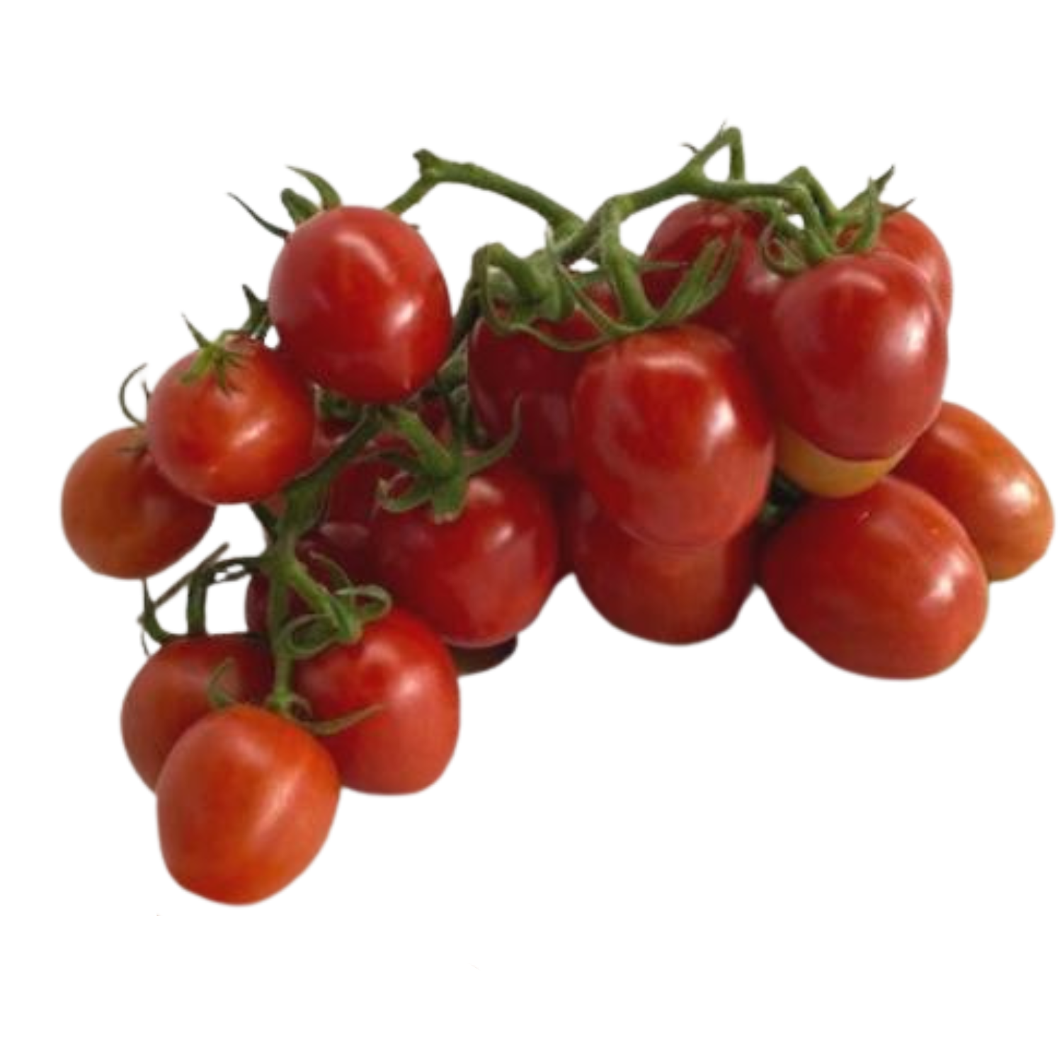 Pomodoro Piccadilly Lamariagnese